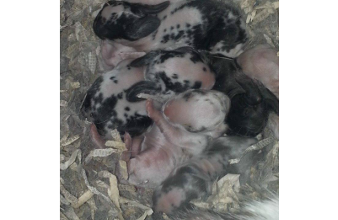 Up coming litters!